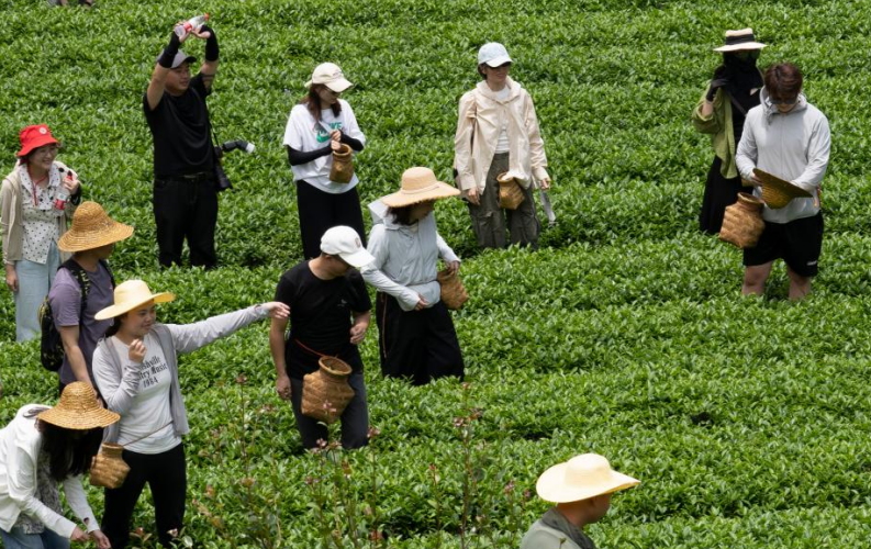 Roam the hills to seek fine tea, chase the glow as companions.
